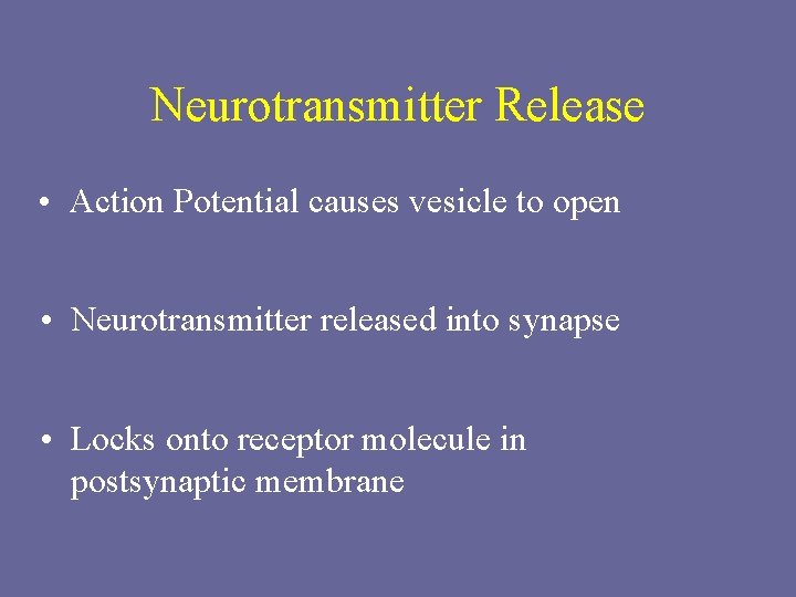 Neurotransmitter Release • Action Potential causes vesicle to open • Neurotransmitter released into synapse