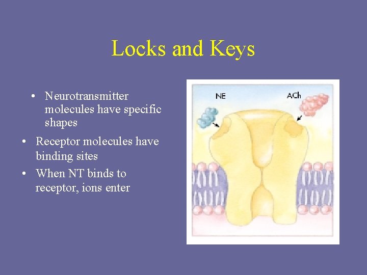 Locks and Keys • Neurotransmitter molecules have specific shapes • Receptor molecules have binding