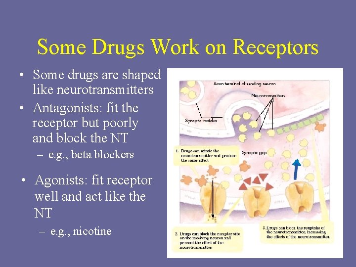 Some Drugs Work on Receptors • Some drugs are shaped like neurotransmitters • Antagonists: