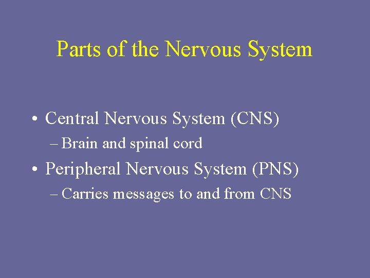 Parts of the Nervous System • Central Nervous System (CNS) – Brain and spinal
