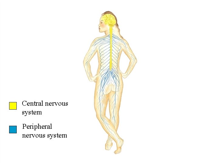 Central nervous system Peripheral nervous system 