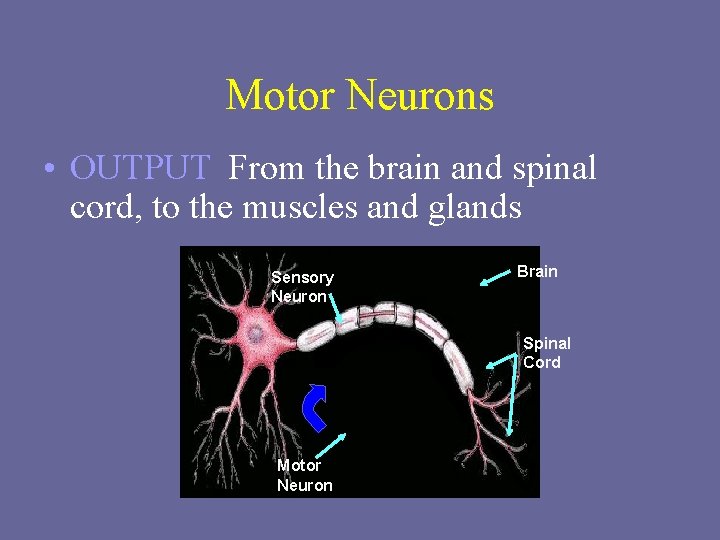 Motor Neurons • OUTPUT From the brain and spinal cord, to the muscles and