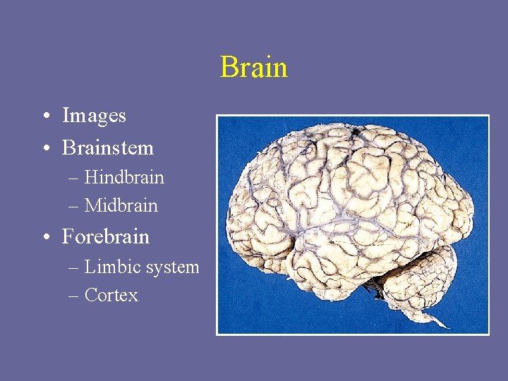Brain • Images • Brainstem – Hindbrain – Midbrain • Forebrain – Limbic system