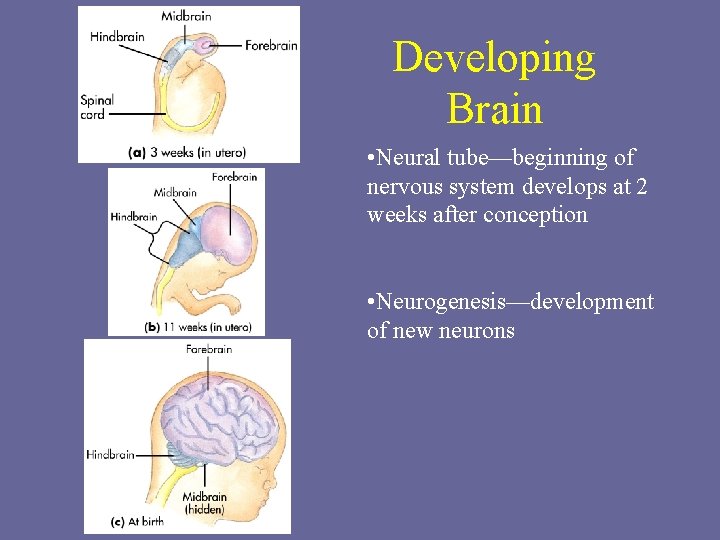 Developing Brain • Neural tube—beginning of nervous system develops at 2 weeks after conception