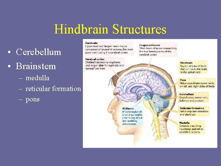 Hindbrain Structures • Cerebellum • Brainstem – medulla – reticular formation – pons 