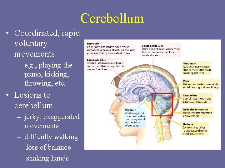 Cerebellum • Coordinated, rapid voluntary movements – e. g. , playing the piano, kicking,