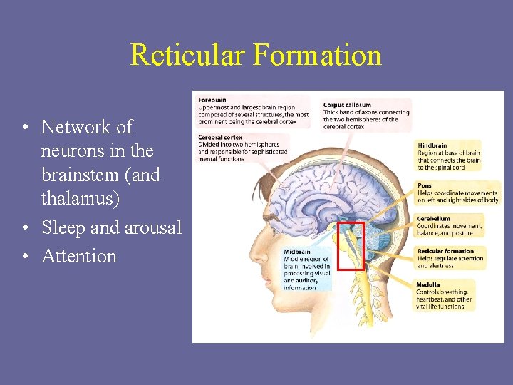 Reticular Formation • Network of neurons in the brainstem (and thalamus) • Sleep and