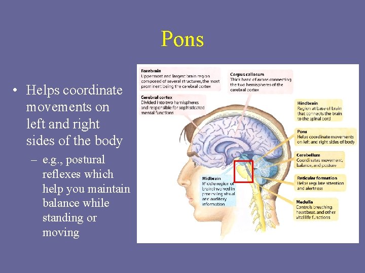 Pons • Helps coordinate movements on left and right sides of the body –