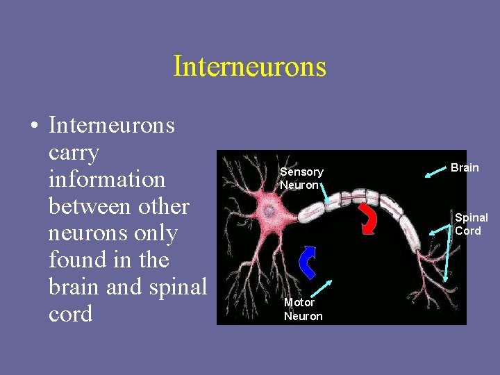 Interneurons • Interneurons carry information between other neurons only found in the brain and