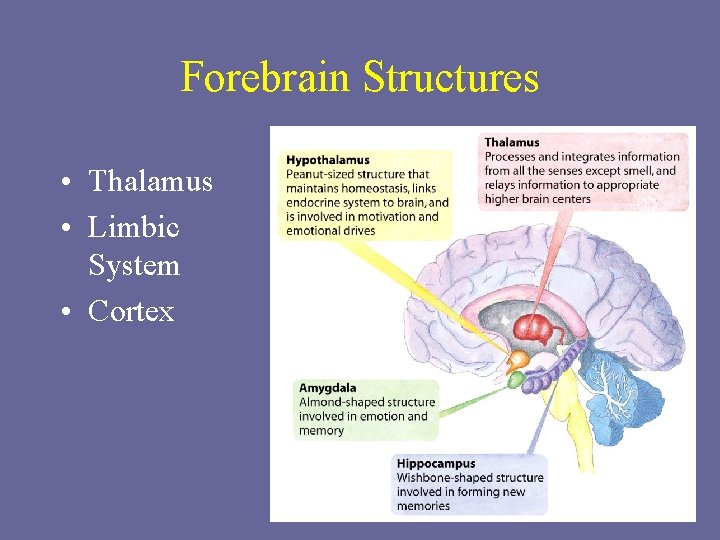 Forebrain Structures • Thalamus • Limbic System • Cortex 