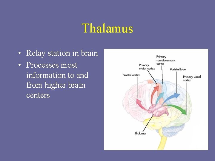 Thalamus • Relay station in brain • Processes most information to and from higher