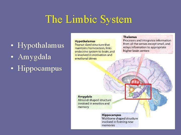 The Limbic System • Hypothalamus • Amygdala • Hippocampus 