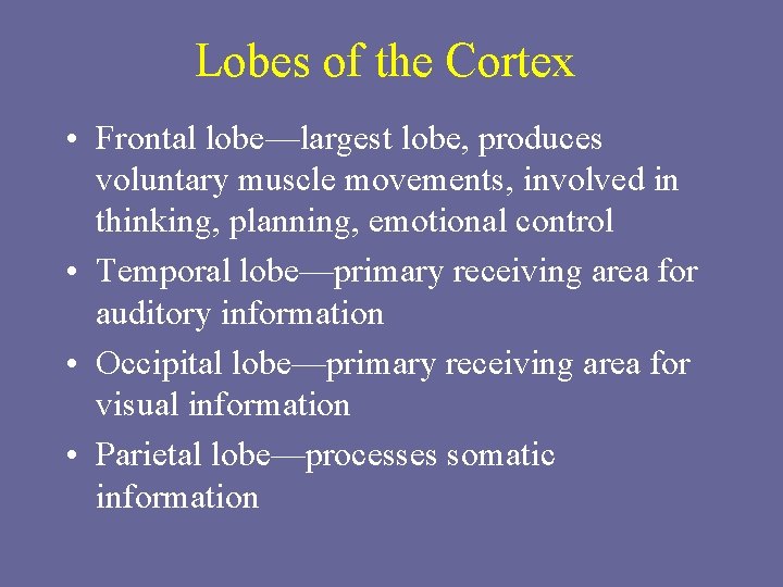 Lobes of the Cortex • Frontal lobe—largest lobe, produces voluntary muscle movements, involved in