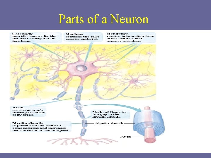 Parts of a Neuron 