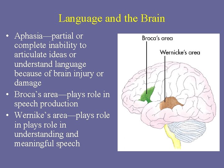 Language and the Brain • Aphasia—partial or complete inability to articulate ideas or understand