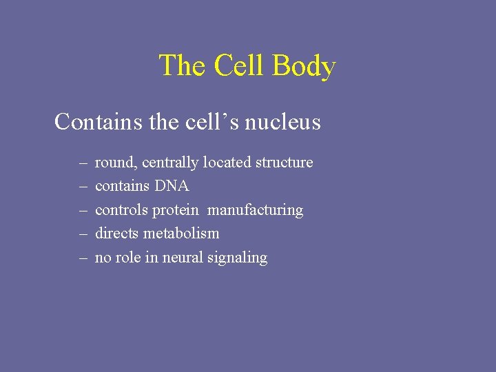 The Cell Body Contains the cell’s nucleus – – – round, centrally located structure