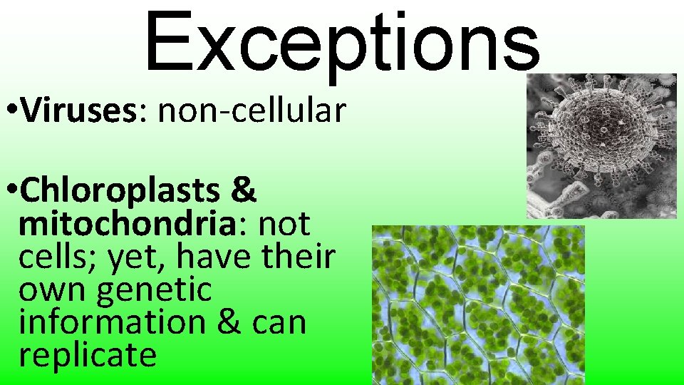 Exceptions • Viruses: non-cellular • Chloroplasts & mitochondria: not cells; yet, have their own