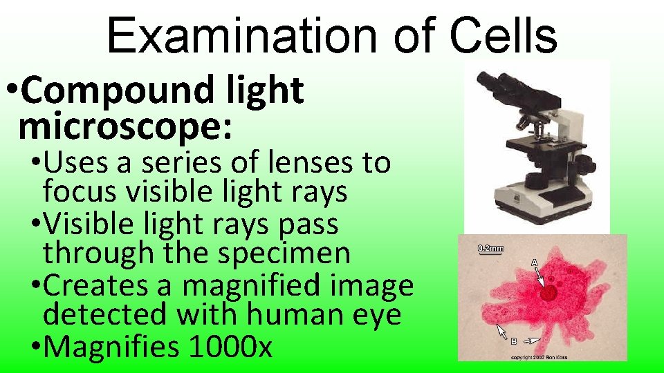 Examination of Cells • Compound light microscope: • Uses a series of lenses to