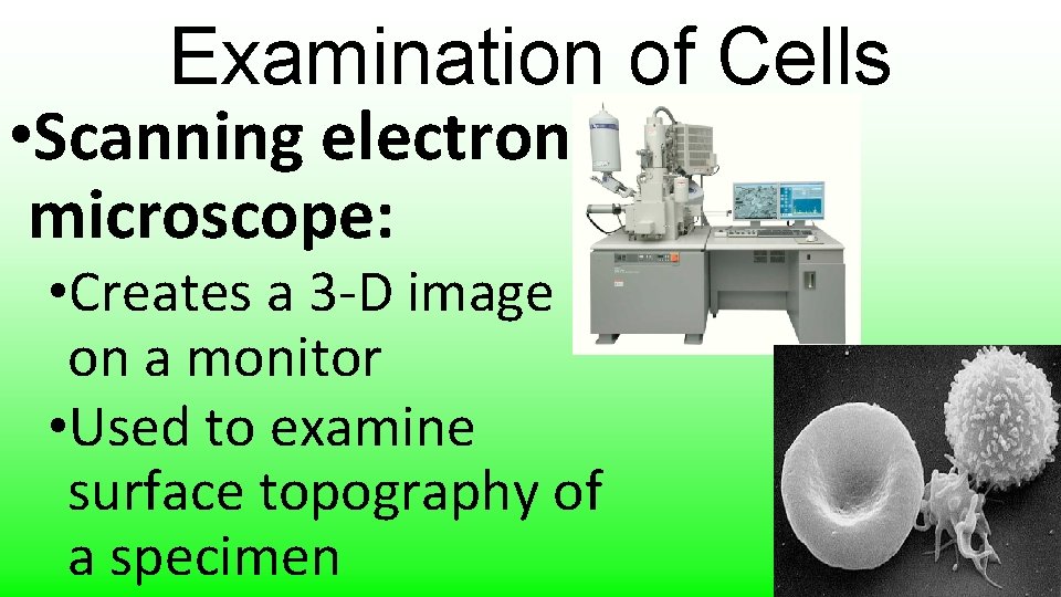 Examination of Cells • Scanning electron microscope: • Creates a 3 -D image on