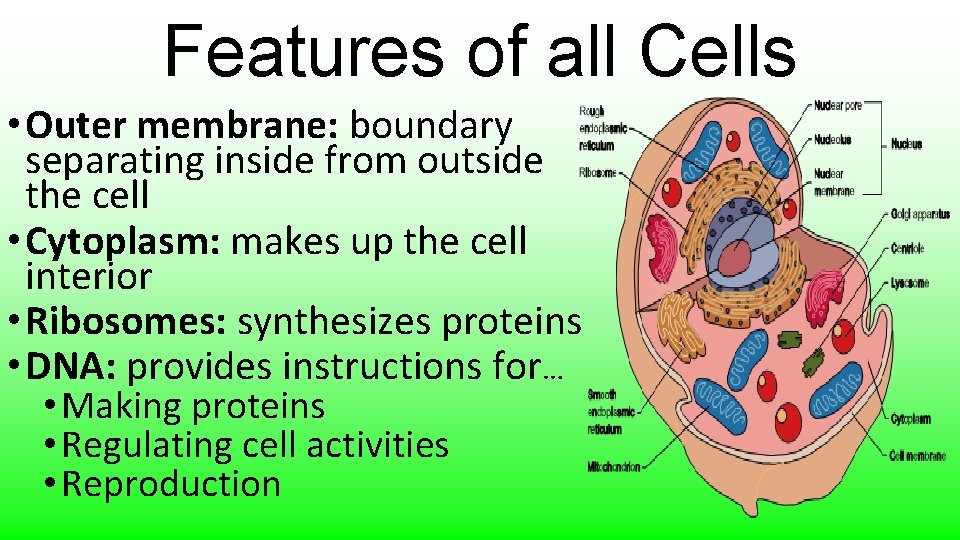 Features of all Cells • Outer membrane: boundary separating inside from outside the cell