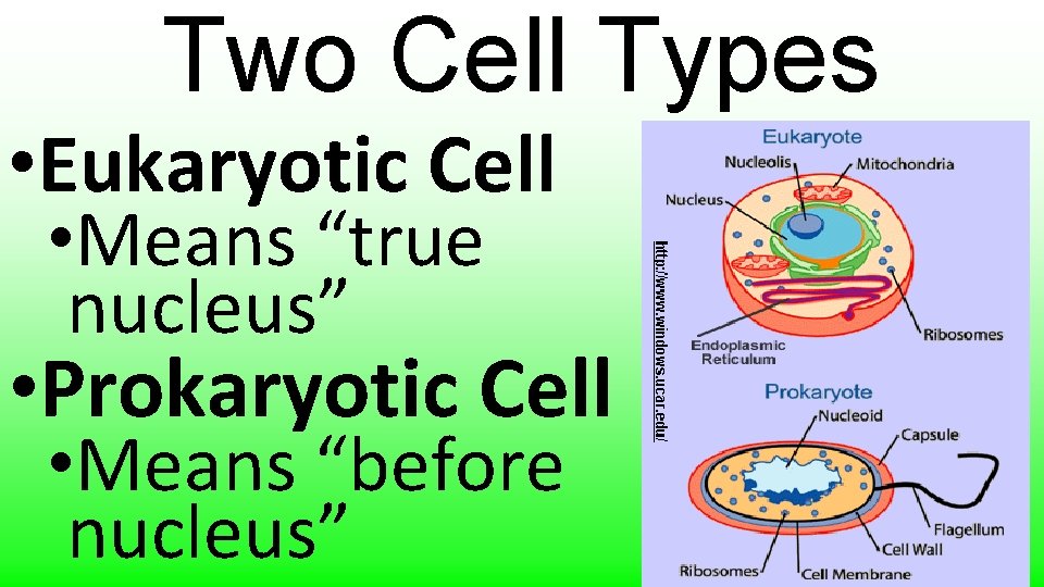 Two Cell Types • Eukaryotic Cell • Means “true nucleus” • Prokaryotic Cell •