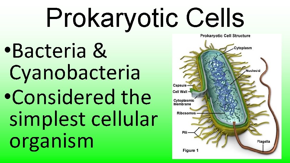Prokaryotic Cells • Bacteria & Cyanobacteria • Considered the simplest cellular organism 