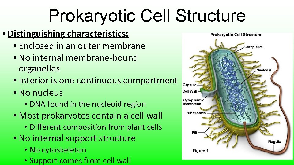 Prokaryotic Cell Structure • Distinguishing characteristics: • Enclosed in an outer membrane • No