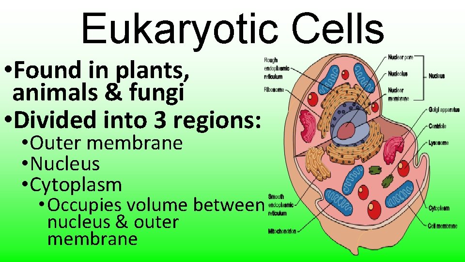 Eukaryotic Cells • Found in plants, animals & fungi • Divided into 3 regions: