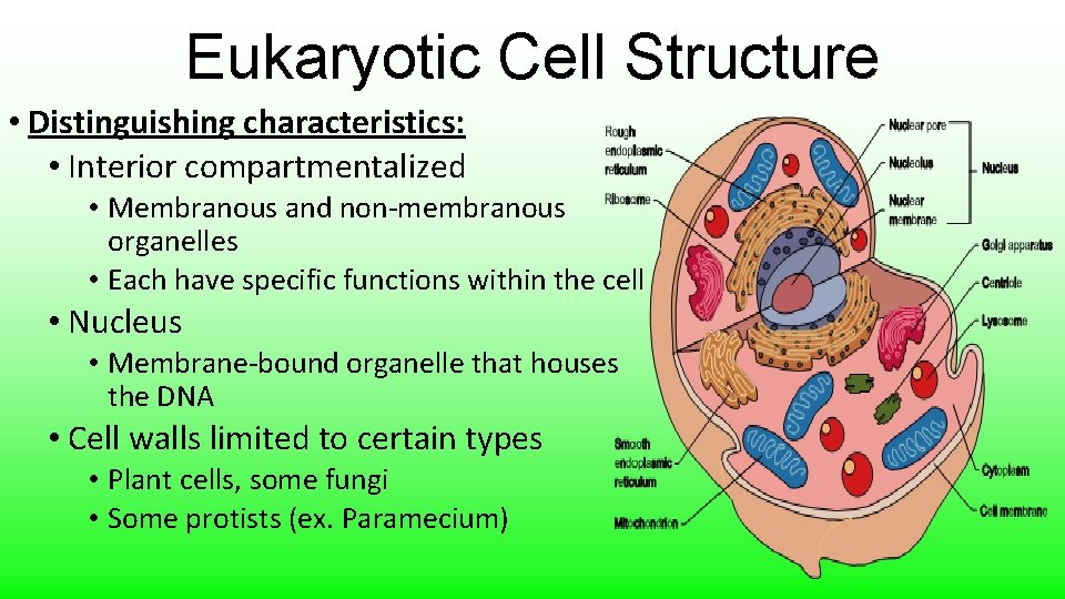 Eukaryotic Cell Structure • Distinguishing characteristics: • Interior compartmentalized • Membranous and non-membranous organelles