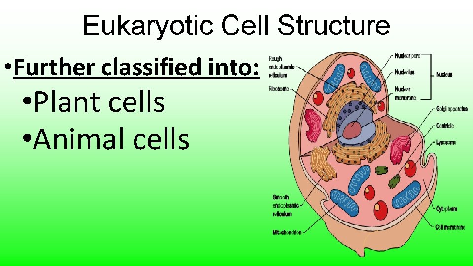 Eukaryotic Cell Structure • Further classified into: • Plant cells • Animal cells 