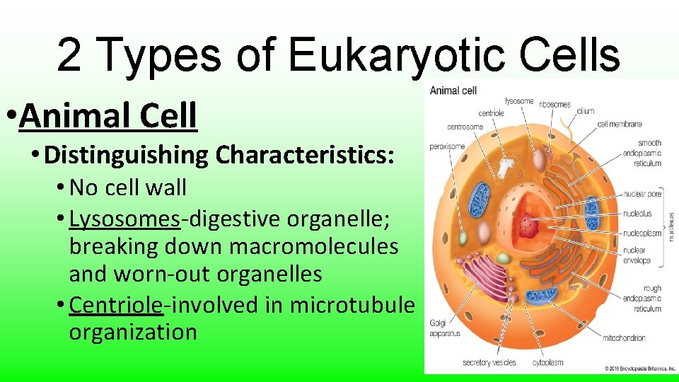 2 Types of Eukaryotic Cells • Animal Cell • Distinguishing Characteristics: • No cell