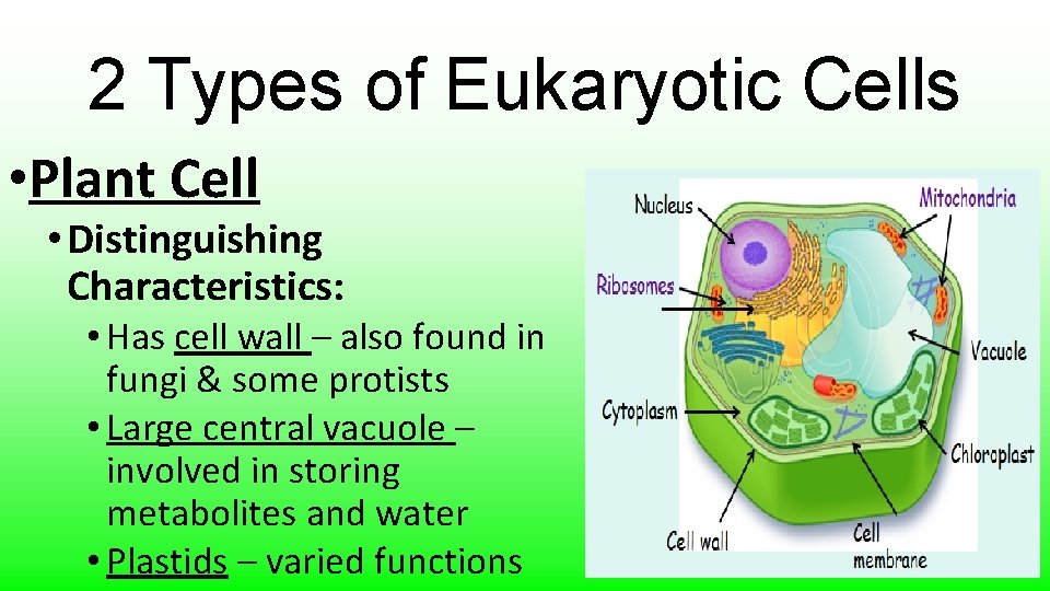 2 Types of Eukaryotic Cells • Plant Cell • Distinguishing Characteristics: • Has cell