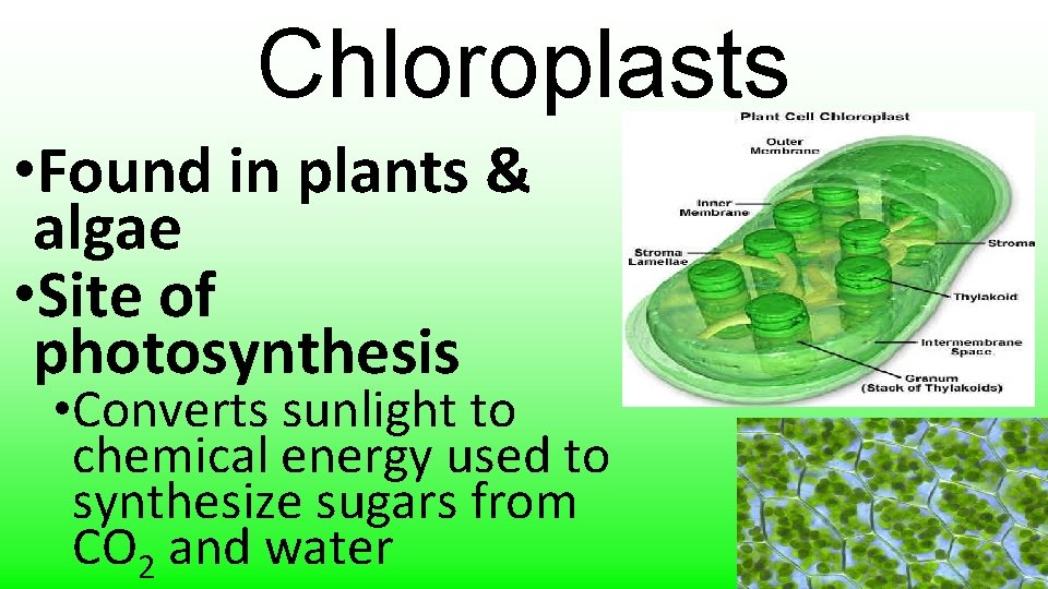 Chloroplasts • Found in plants & algae • Site of photosynthesis • Converts sunlight