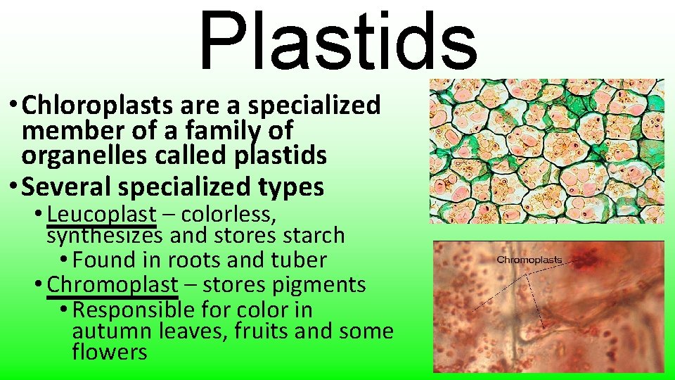 Plastids • Chloroplasts are a specialized member of a family of organelles called plastids
