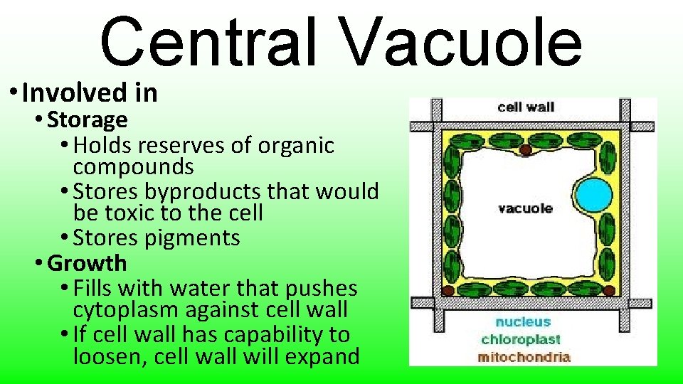 Central Vacuole • Involved in • Storage • Holds reserves of organic compounds •