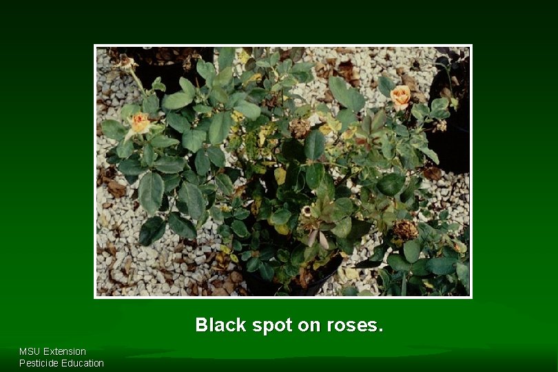 Black spot on roses. MSU Extension Pesticide Education 