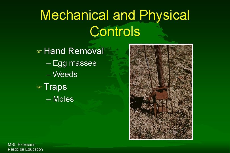 Mechanical and Physical Controls F Hand Removal – Egg masses – Weeds F Traps