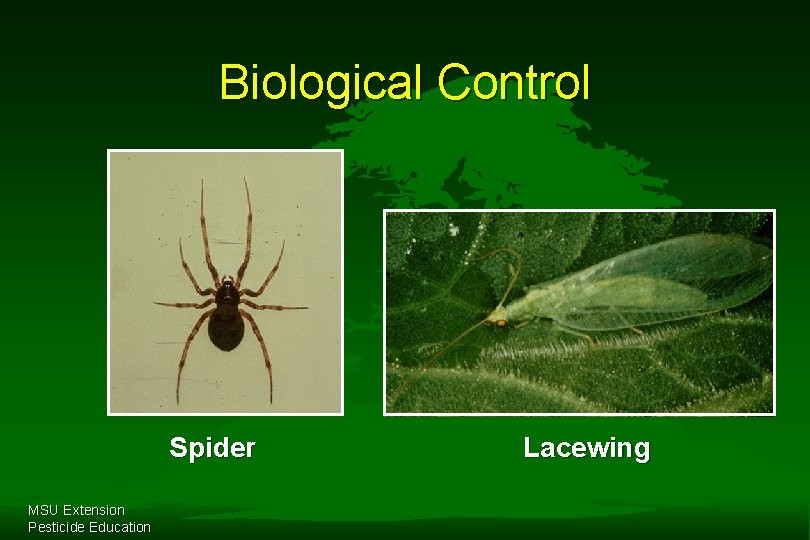 Biological Control Spider MSU Extension Pesticide Education Lacewing 