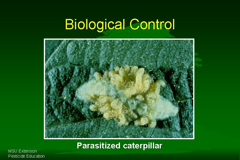 Biological Control MSU Extension Pesticide Education Parasitized caterpillar 