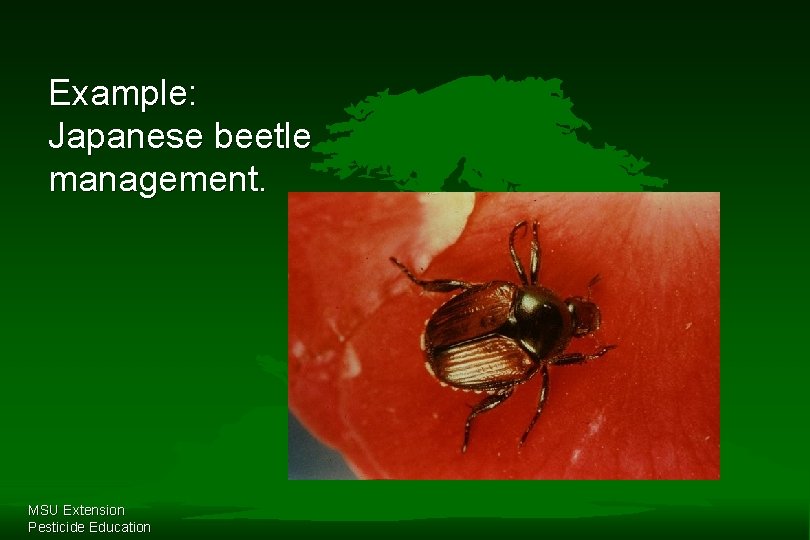 Example: Japanese beetle management. MSU Extension Pesticide Education 