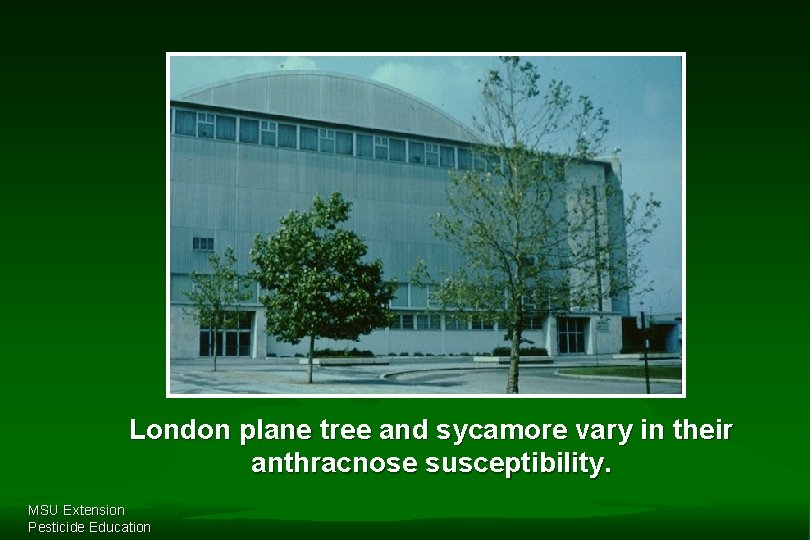 London plane tree and sycamore vary in their anthracnose susceptibility. MSU Extension Pesticide Education