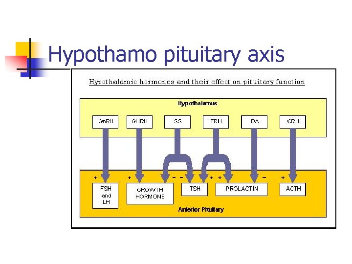 Hypothamo pituitary axis 