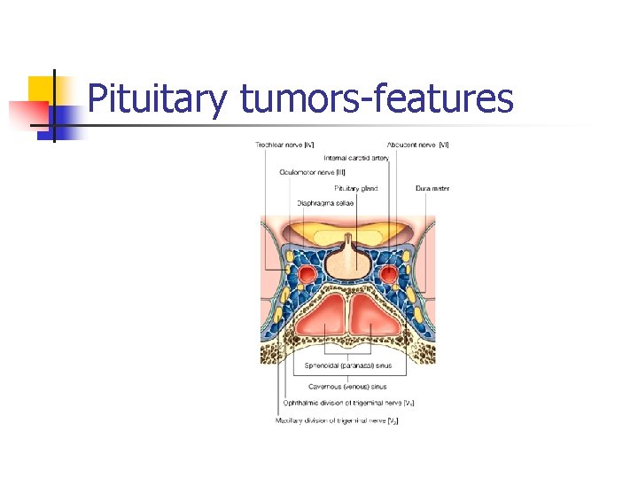 Pituitary tumors features 