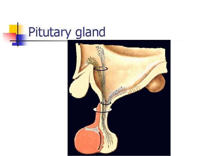 Pitutary gland 