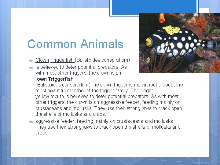Common Animals Clown Triggerfish: (Balistoides conspicillum) is believed to deter potential predators. As with