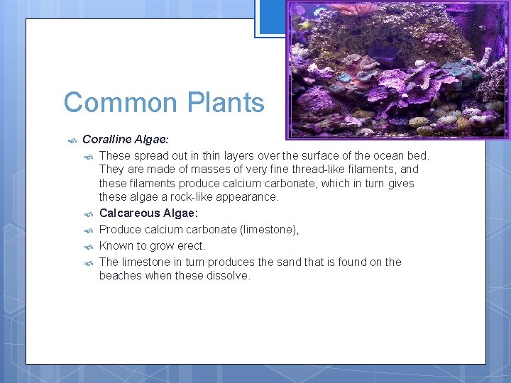Common Plants Coralline Algae: These spread out in thin layers over the surface of