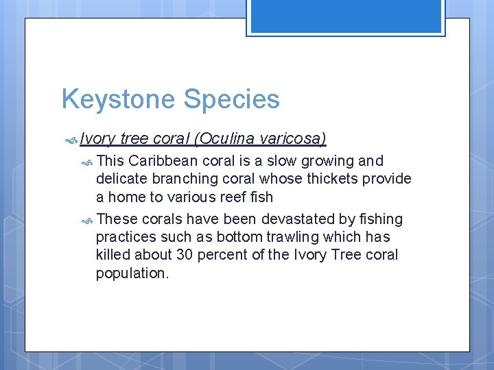 Keystone Species Ivory tree coral (Oculina varicosa) This Caribbean coral is a slow growing