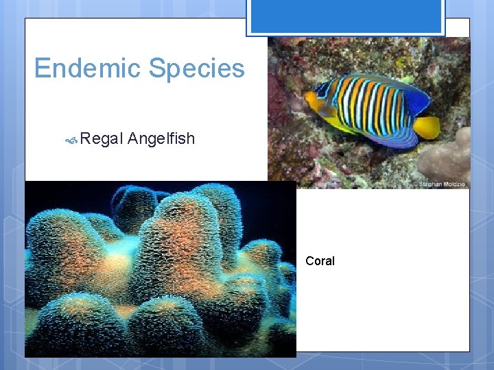 Endemic Species Regal Angelfish Coral 