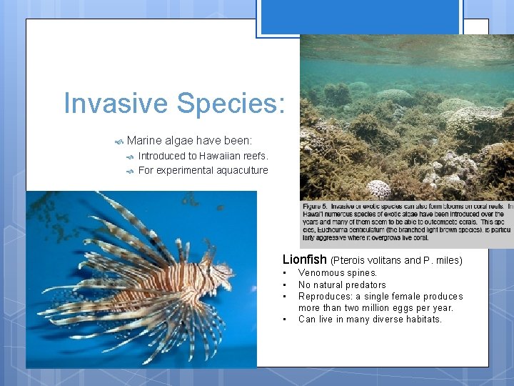 Invasive Species: Marine algae have been: Introduced to Hawaiian reefs. For experimental aquaculture Lionfish