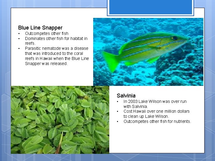 Blue Line Snapper • • • Outcompetes other fish Dominates other fish for habitat